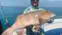 Fresh coral trout, arguably the best eating fish in the ocean