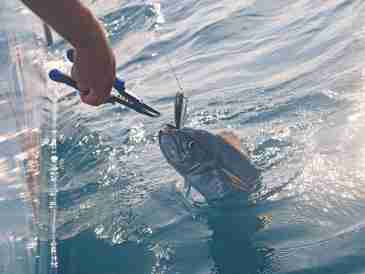 Mackerel Fishing on the Cobourg Peninsula